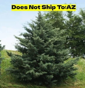 Carolina Sapphire Cypress Tree 1-2ft H Evergreen Fastest Growing Tree Easy Care - Picture 1 of 8