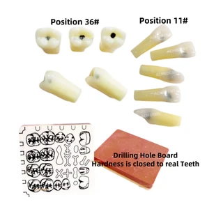 Dental Cavity Preparation Caries Practise Model Resin Filling Test Student Shool - Picture 1 of 29