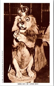 King Leo St. Louis Zoo Missouri Postcard - Picture 1 of 2