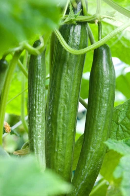 CUCUMBER  CARMEN F1 (GREENHOUSE) 5 SEEDS  ALL FEMALE - Image 1 of 2