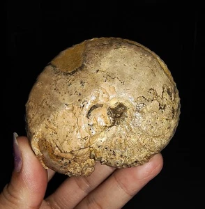 ¡INCREÍBLE AMONITA!!! FÓSIL TRIÁSICO JUVAVITES DE TIMOR, INDONESIA 65MM - Imagen 1 de 9