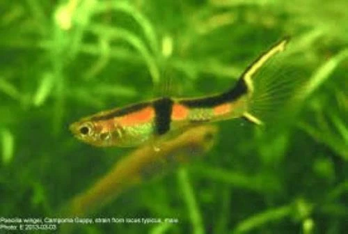 BLACK BAR ENDLER’S LIVEBEARER, MACHO (POECILIA WINGEI) Foto 1 de 1