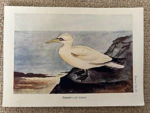 30er Jahre Vogeldruck - Basstölpel Seevogel - Art Deco Chromolithographie - Antik Natur - Bild 1 von 8