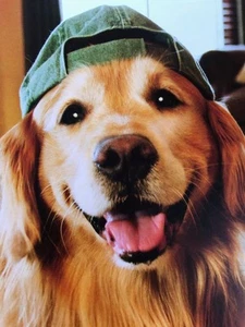 THANK YOU CARD Blank Greeting Card GOLDEN RETRIEVER in HAT Avanti - Picture 1 of 1
