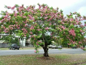 10x Fresh Cassia Javanica seeds, Apple Blossom tree, Blooms amazing pink flowers - Picture 1 of 5