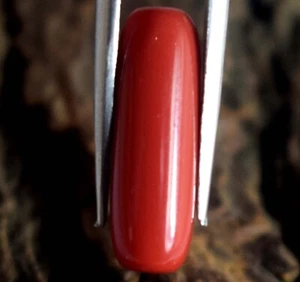 Corallo Rosso Italiano Naturale Certificato 6,10 Carati Cilindrico Pietra Preziosa Sciolta B89453 - Foto 1 di 8