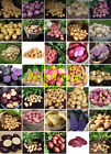 Seed Potatoes 1 St Early 2Nd Early & Main Crop-Many Varieties X12 Seed Potatoes