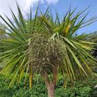 Cordyline Australis - 50 Seeds - New Zealand Cabbage Palm 