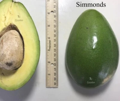 Árbol de aguacate injertado Simmonds 2-4 pies semi enano. Envío a todos los estados. Foto real Foto 1 de 2