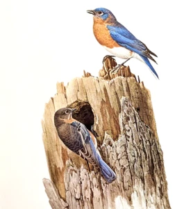 Placa de libro con impresión artística vintage de pájaros azul oriental J F Lansdowne 67 - Imagen 1 de 3