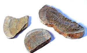 3  PART TRILOBITE FOSSIL IMPRINTS IN MATRIX ROCK PIECES - 163 gms up to 10 cms - Foto 1 di 6
