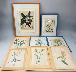  Blumen  Botanik Drucke, 8x Sammlung, Rosier Des Alpes, Silene A Reseau......... - Picture 1 of 20