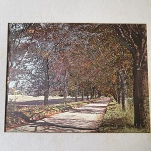 Matted Landscape of Trees and Road Looks Like Autumn Fall Colors - Picture 1 of 8