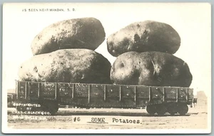 MANDAN S.D. EXAGGERATED POTATOES 1911 ANTIQUE REAL PHOTO POSTCARD RPPC  - Picture 1 of 2
