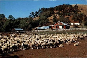 Postal de Nueva Zelanda Nueva Zelanda N.Z. Granja de ovejas North Canterbury granja de ovejas col. - Imagen 1 de 2