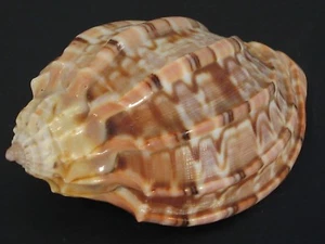 Superb Pattern...HARPA VENTRICOSA~55.8mm~Zanzibar SEASHELL - Picture 1 of 3