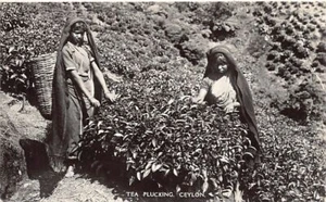 Sri Lanka - Tea plucking - Publ. Plâté Ltd. - Picture 1 of 2