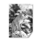 A3 - Bw - Cougar Mountain Lion Puma Cat Poster 29.7X42cm280gsm #42738