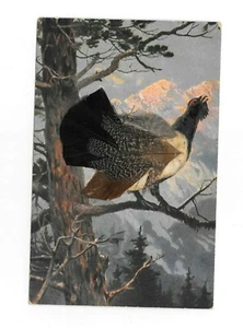 Vintage Postcard BIRD accented with REAL FEATHERS - Picture 1 of 2