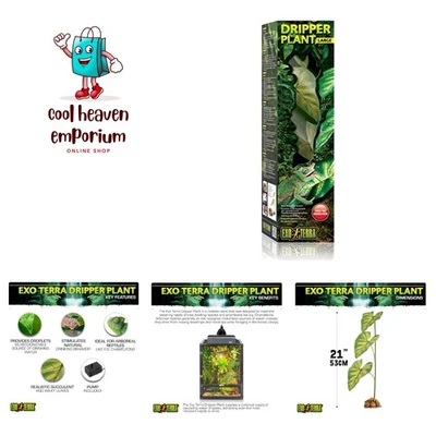 Dripper Plant, Large - Image 1 of 4