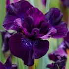Iris sibirica PURPLELICIOUS in a 2 Litre Pot with Colour Care Label