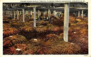 Postal de almacén de plantadores de tabaco Burley de 552,000 libras publicada en septiembre de 1940 - Imagen 1 de 2