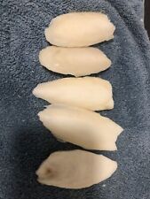 Cuttlefish bones for Birds,tortoise,African Snails X5 Pieces  6-8cm +freebie