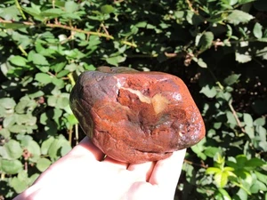 Whole OREGON POPPY Jasper - Agate Nodule (1 lb+) Red Jaspagate LAPIDARY GEM - Picture 1 of 24