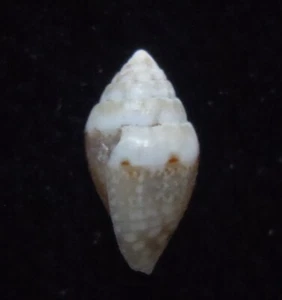Seashell Conus traillii OSCURO 6,5 mm gema/F++ - Imagen 1 de 5