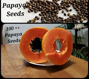 100 Papaya Seeds plus 10 seeds FREE, Very Sweet, Healthy, Free Shipping - Picture 1 of 4