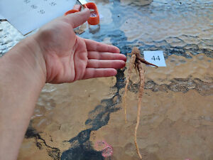 1 Root of Mandrake Plant (Mandragora officinarum) #44 Mandrake Root - Dormant