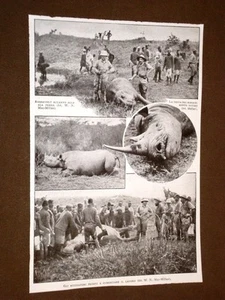 Rara stampa dei primi del 1900 Caccia grossa di Roosevelt in Africa Rinoceronte - Picture 1 of 1