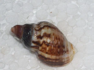 BURNUPENA LAGERIANA FANTASTIC - Bild 1 von 2