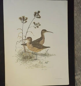 ROBIN HILL RARE "ESKIMO CURLEW" S/N LITHOGRAPH 1973 25" X 33.5" Edition of 350 - Picture 1 of 8