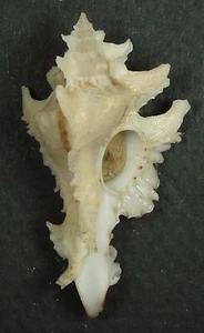 MUREX GAMBIENSIS 46.04mm BEAUTIFUL RARE SPECIMEN off Caya, Senegal - Picture 1 of 2