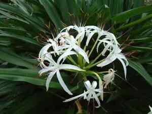 Lily Bulb/Seed White Spider Crinum Lily Decorative Landscape Plant