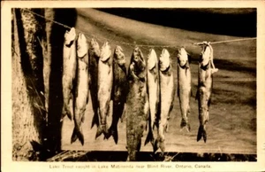 TRUCHA CANADIENSE RPPC ATRAPADA EN LAGO MARINENDA, CERCA DE RÍO CIEGO, ONTARIO BK77 - Imagen 1 de 2