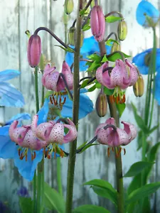 Martagon Lily Seeds : Turk's Cap Lily : Pink/Purple/Red Shades - Picture 1 of 12
