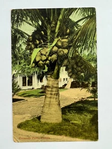 Coconut Palms Florida Postcard Vintage 1909 with Stamp - Picture 1 of 2