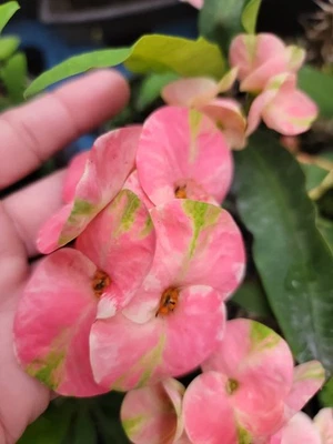 Big Blooms Pink & Green Crown of Thorns Live Plant 12" Tall in 4" Pot~Euphorbia - Image 1 of 4
