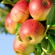 25 Honeycrisp Apple Tree Seeds - FRESH SEEDS