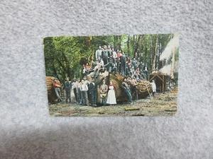 1911 PACIFIC COAST LOGGING CAMP POSTCARD Cutting Giant Virgin Tree 35 Loggers - Picture 1 of 2