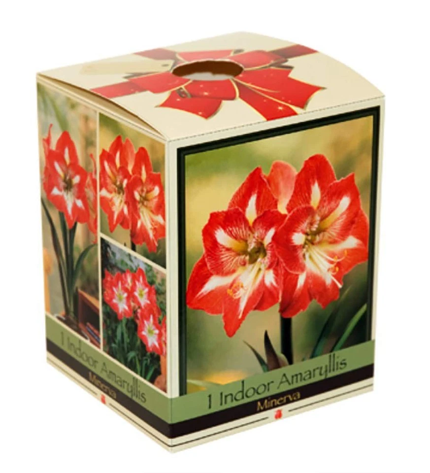 Amaryllis Kit: Minerva + Plastic Pot/Soil/Bulb - Large Bulb 26/28 cm -Netherland - Image 1 of 4