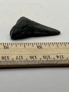 1.75” Angustiden Shark Tooth Fossil GA Coast V32 - Picture 1 of 6