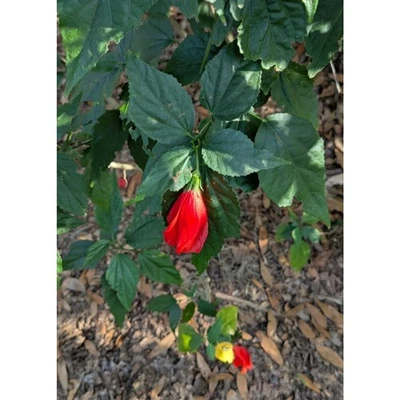 5 Red Hibiscus Cuttings - Turkish Cap/Wax Mallow Variety Home Grown - Image 1 of 3