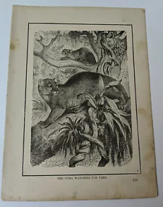 ANTIQUE ART PRINT ENGRAVING-THE PUMA WATCHING FOR PREY-JAHRMARGT ART - Picture 1 of 4
