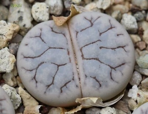 SEEDS - L.werneri × L.coleorum  20seeds - Picture 1 of 4
