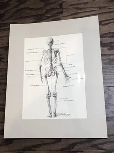 Vintage 1970s Hand Drawn Human Posterior Skeletal Sketch, Matted 17” x 21” - Picture 1 of 7