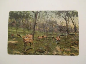 Omaha Nebraska Postcard Deer in Riverview Park NE - Picture 1 of 2