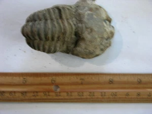 Trilobite fossil Ordovician Period 450 million years old 2-3 inch FB79 - Picture 1 of 1